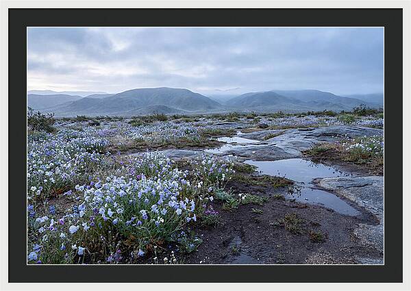 Desert Wildflower Bloom