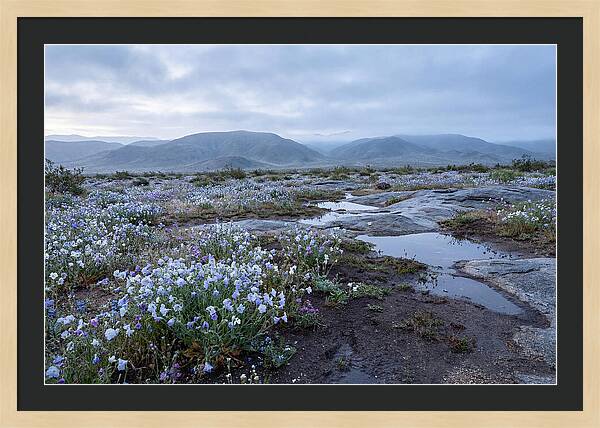 Desert Wildflower Bloom