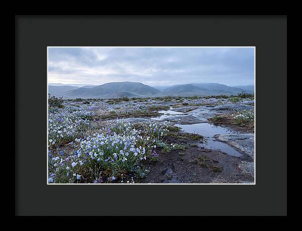 Desert Wildflower Bloom