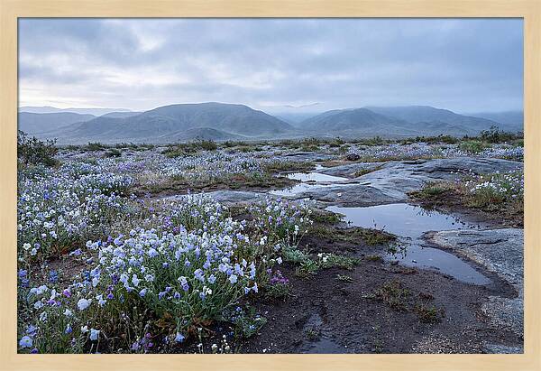 Desert Wildflower Bloom