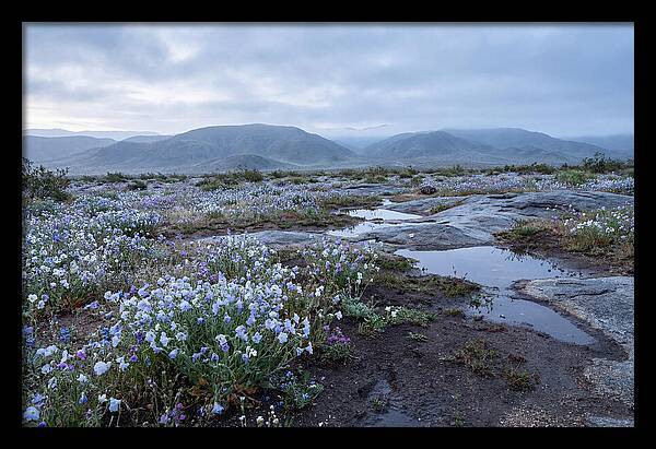 Desert Wildflower Bloom