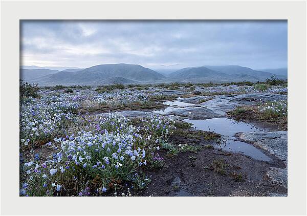 Desert Wildflower Bloom
