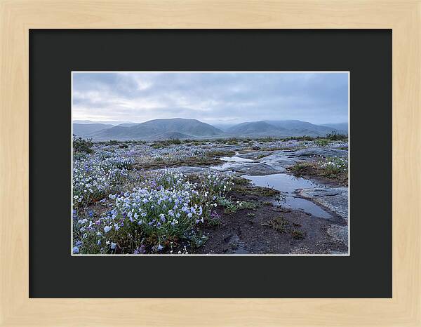 Desert Wildflower Bloom