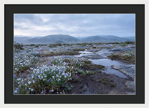 Desert Wildflower Bloom