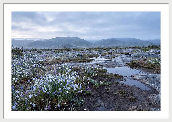 Desert Wildflower Bloom