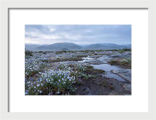 Desert Wildflower Bloom