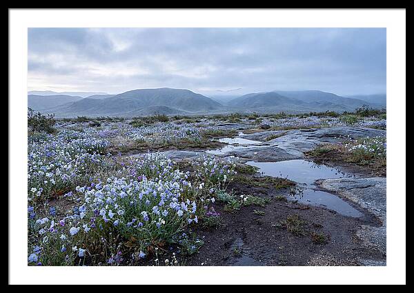 Desert Wildflower Bloom