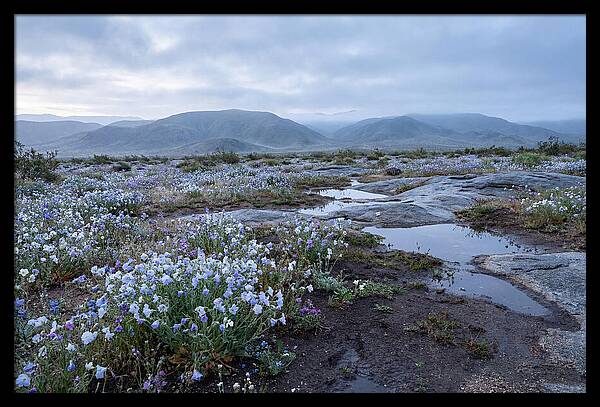 Desert Wildflower Bloom