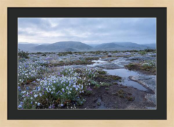 Desert Wildflower Bloom