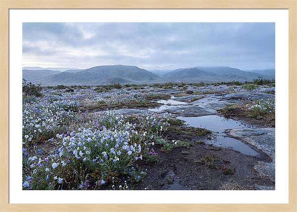 Desert Wildflower Bloom