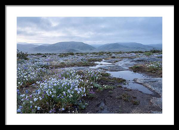 Desert Wildflower Bloom