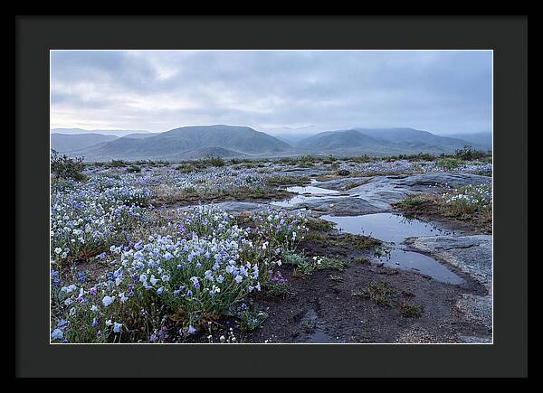 Desert Wildflower Bloom