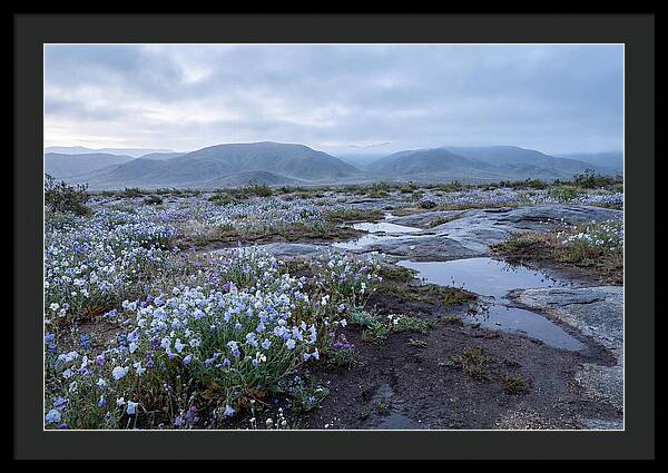 Desert Wildflower Bloom