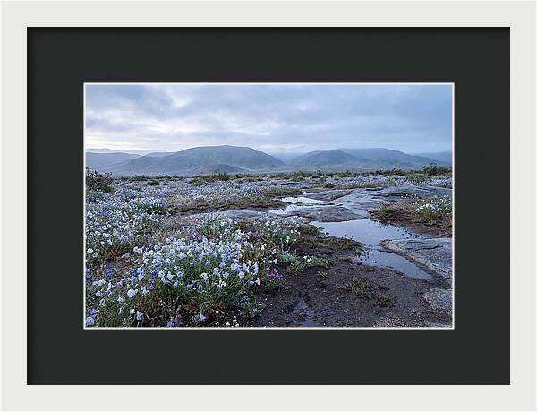 Desert Wildflower Bloom