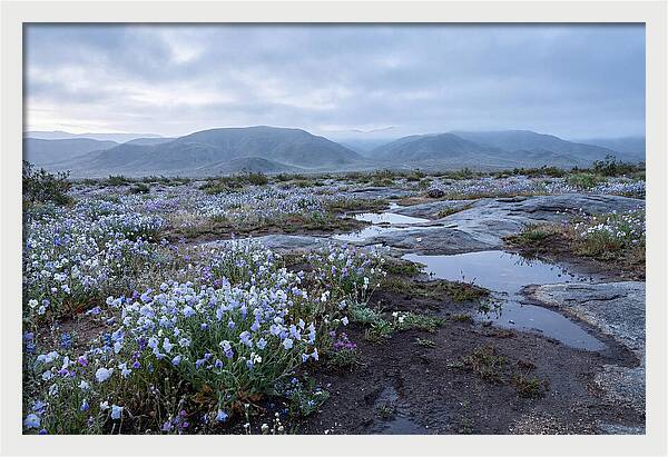 Desert Wildflower Bloom