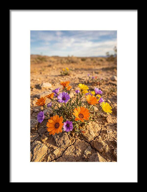 Desert Wildflowers Blooming Brightly