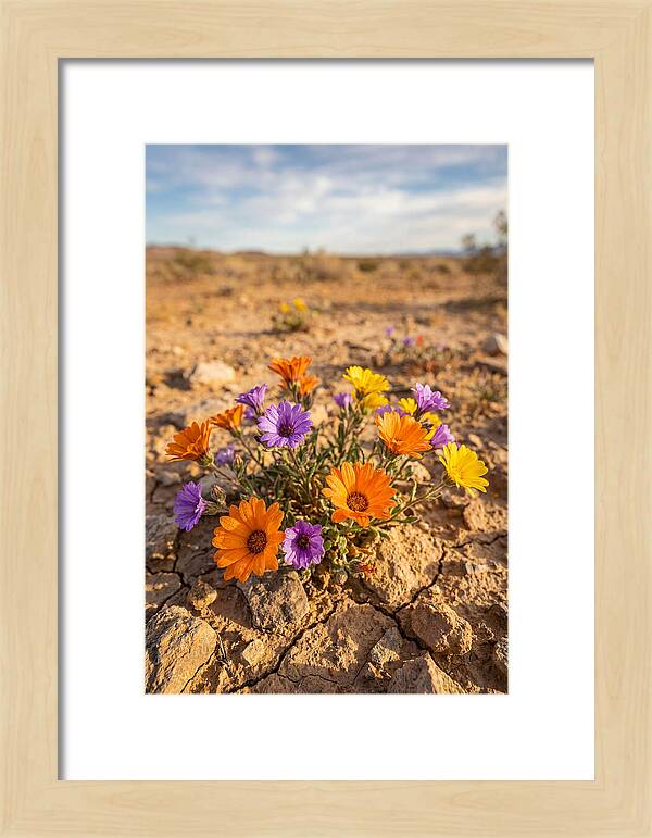 Desert Wildflowers Blooming Brightly