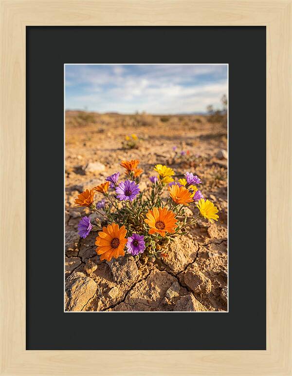 Desert Wildflowers Blooming Brightly