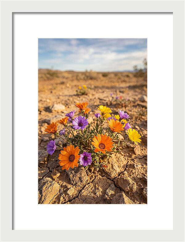 Desert Wildflowers Blooming Brightly