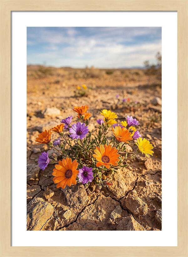 Desert Wildflowers Blooming Brightly