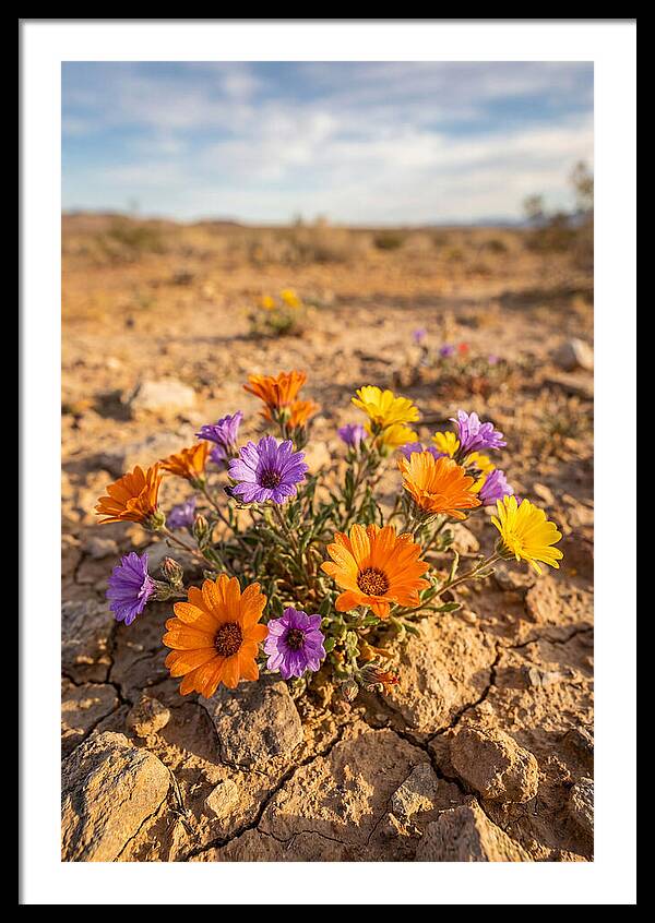 Desert Wildflowers Blooming Brightly