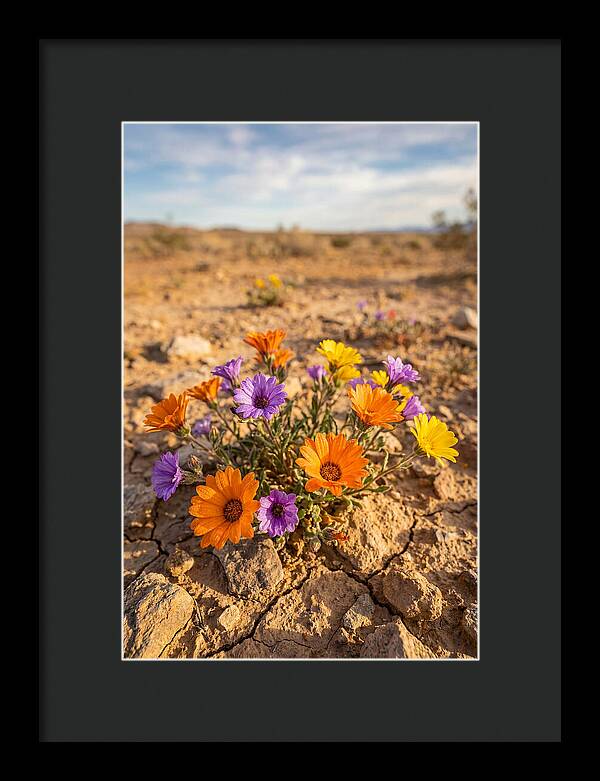 Desert Wildflowers Blooming Brightly