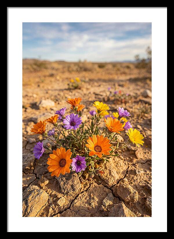 Desert Wildflowers Blooming Brightly