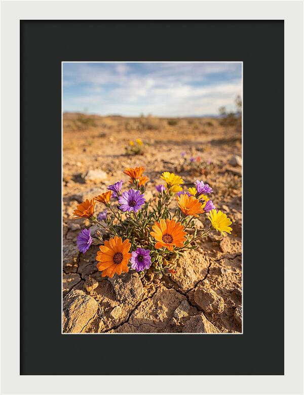 Desert Wildflowers Blooming Brightly