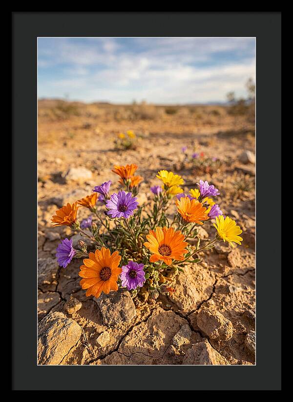 Desert Wildflowers Blooming Brightly