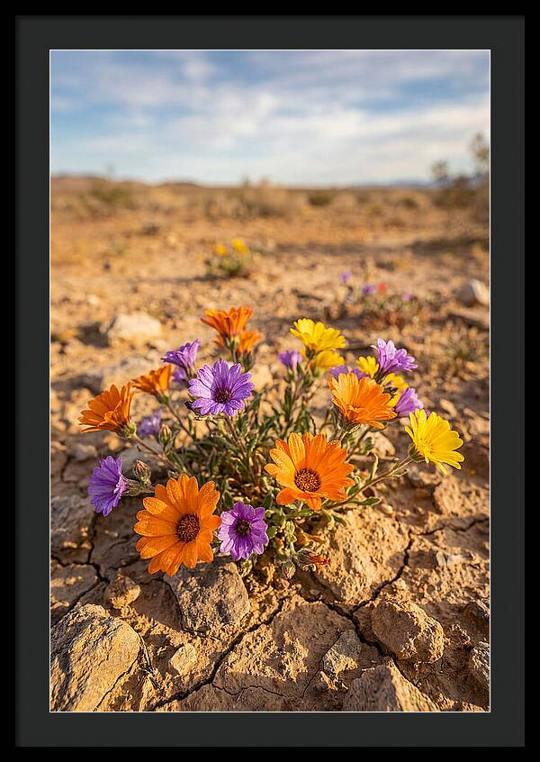 Desert Wildflowers Blooming Brightly