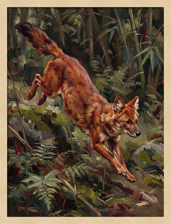 Dhole In Motion
