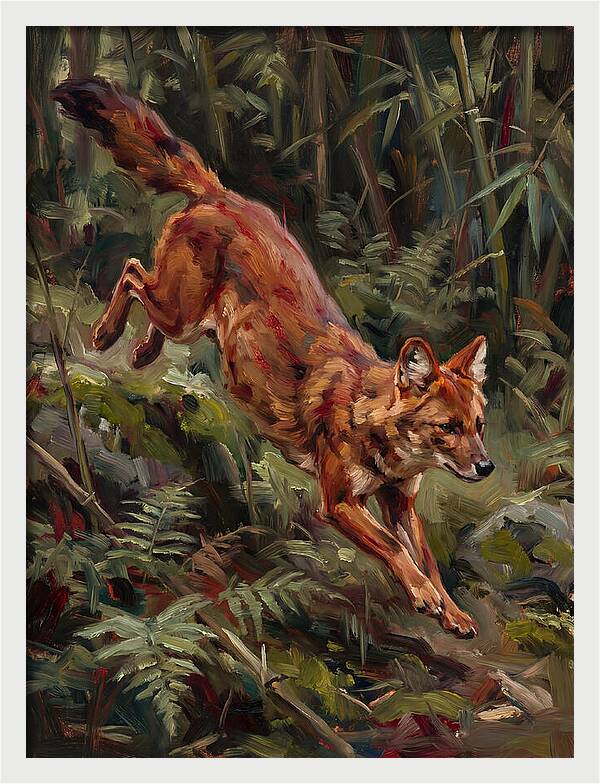 Dhole In Motion