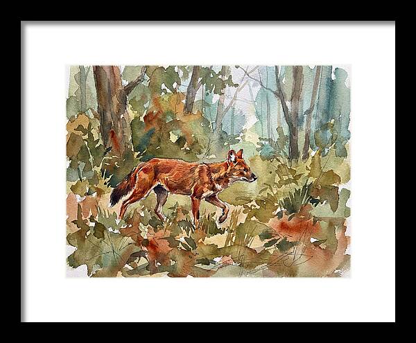 Dhole In The Wilderness