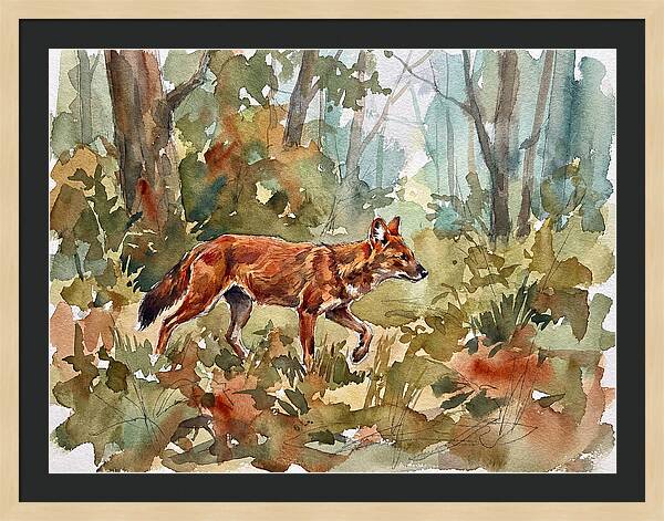 Dhole In The Wilderness