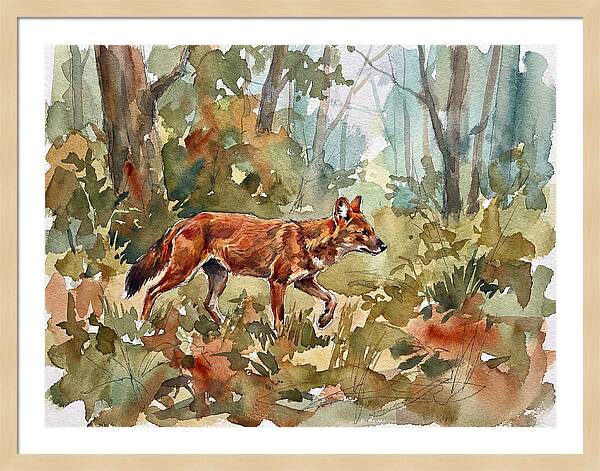 Dhole In The Wilderness