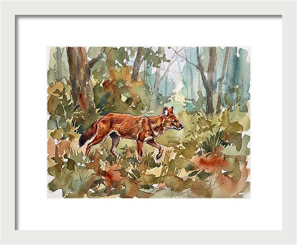 Dhole In The Wilderness