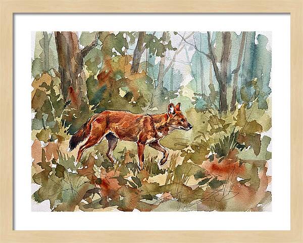 Dhole In The Wilderness