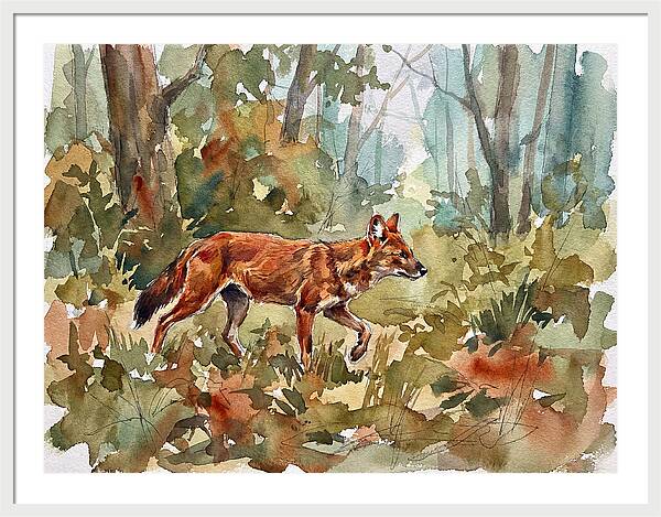Dhole In The Wilderness