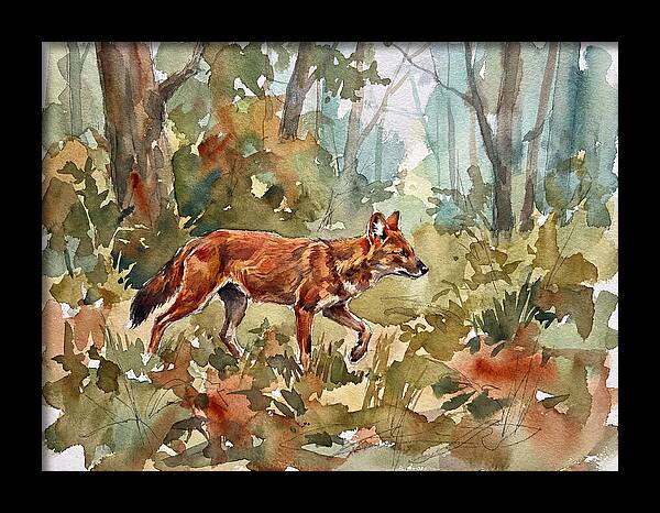 Dhole In The Wilderness
