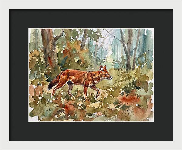 Dhole In The Wilderness