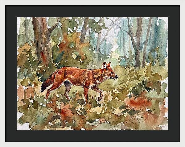 Dhole In The Wilderness