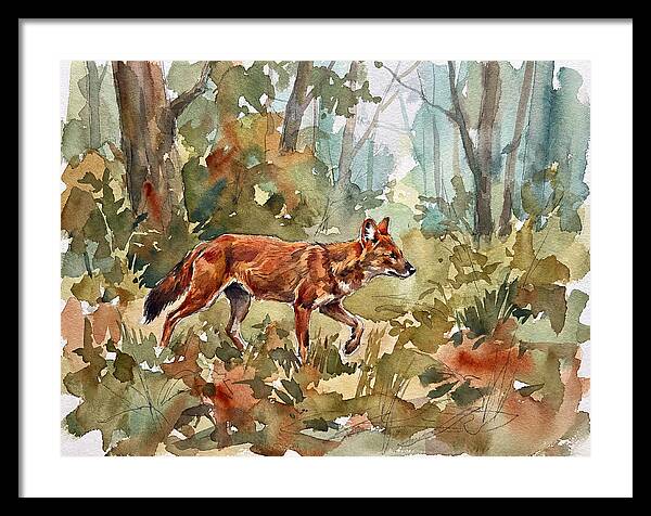 Dhole In The Wilderness