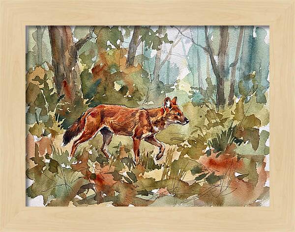 Dhole In The Wilderness