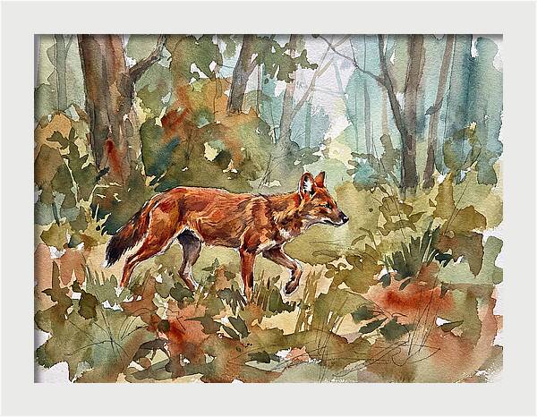 Dhole In The Wilderness