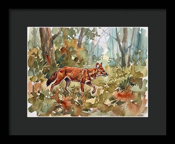 Dhole In The Wilderness