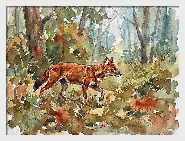 Dhole In The Wilderness