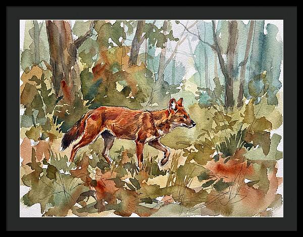 Dhole In The Wilderness
