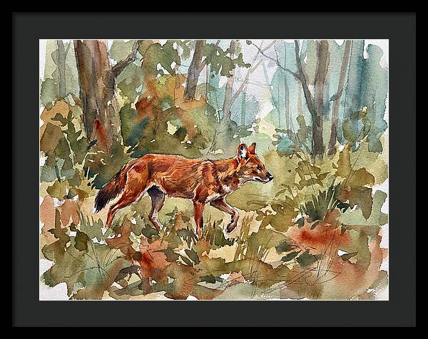 Dhole In The Wilderness