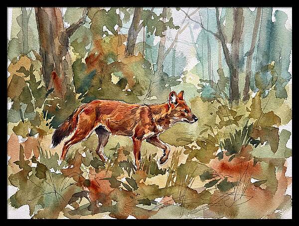 Dhole In The Wilderness