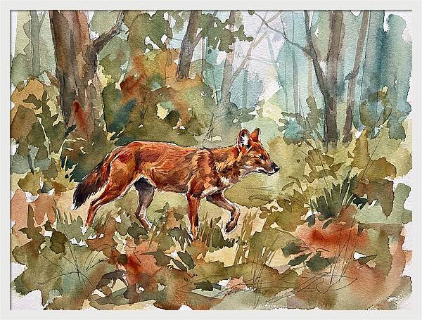 Dhole In The Wilderness